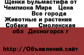 Щенки Бульмастифа от Чемпиона Мира › Цена ­ 1 000 - Все города Животные и растения » Собаки   . Смоленская обл.,Десногорск г.